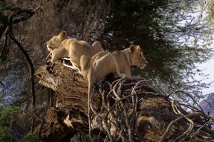 lionesses relaxing on tree in samburu kenya