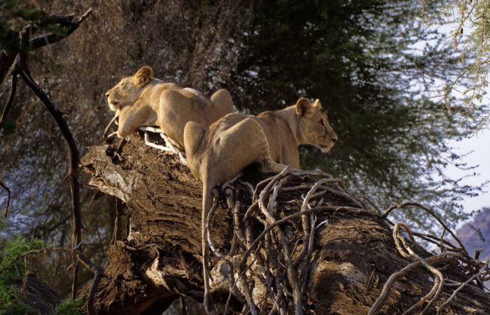 lionesses relaxing on tree in samburu kenya