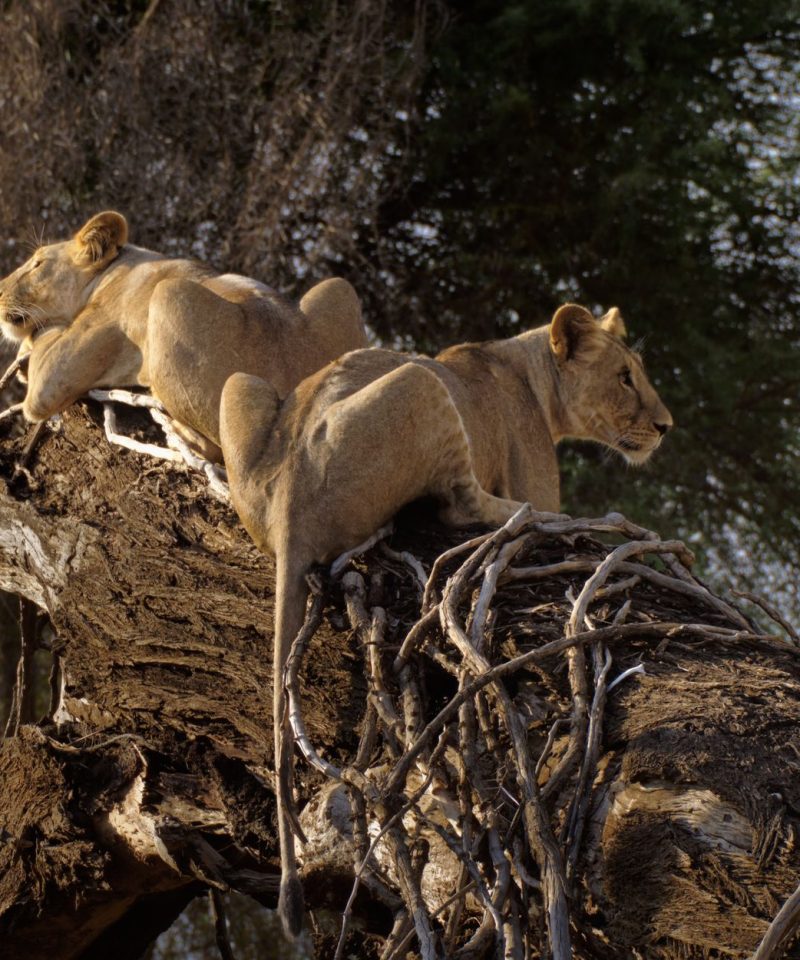 lionesses relaxing on tree in samburu kenya